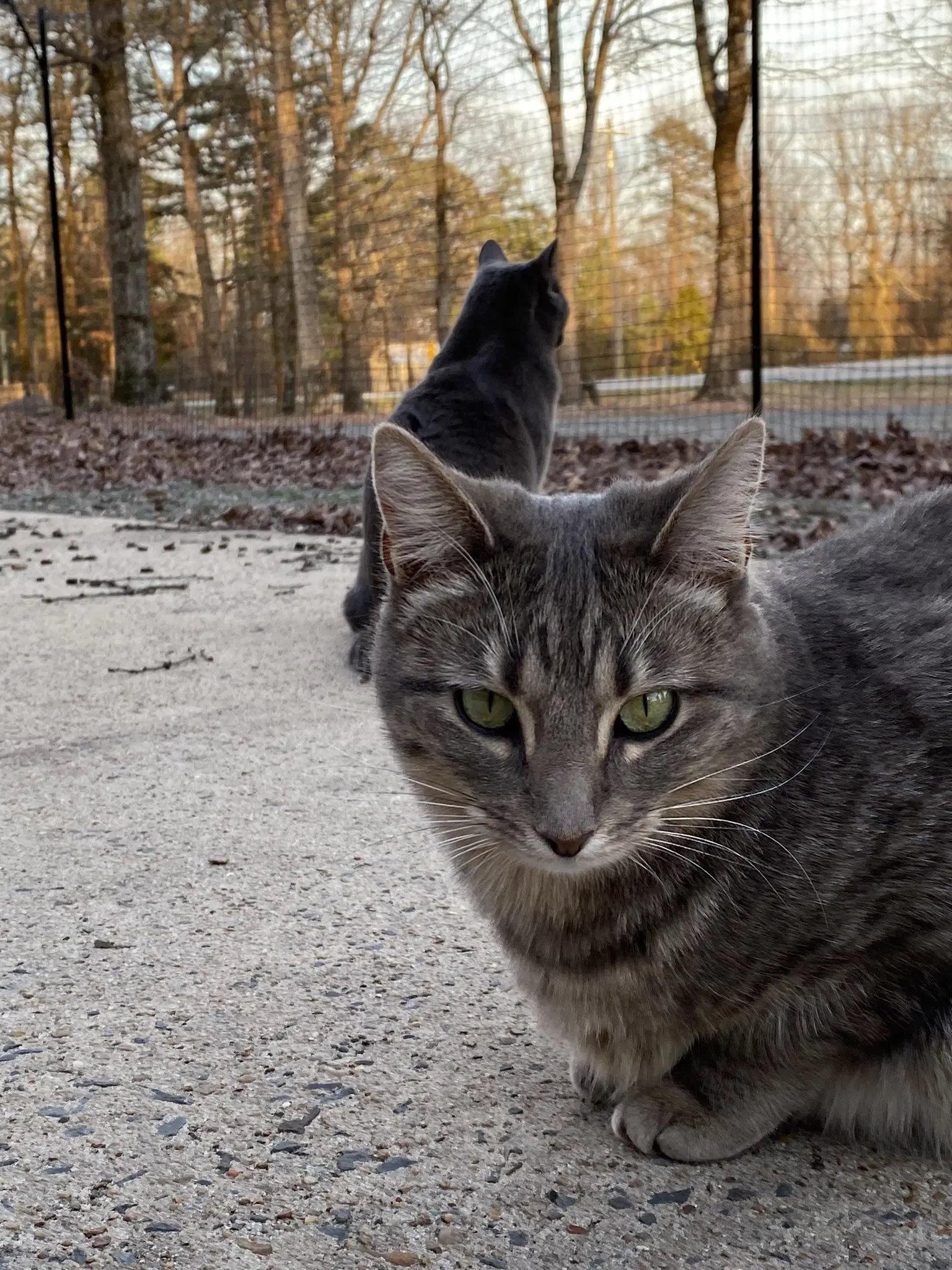 London - Domestic Short Hair