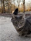 adoptable Cat in drasco, AR named London