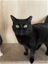 adoptable Cat in drasco, AR named LeeLa