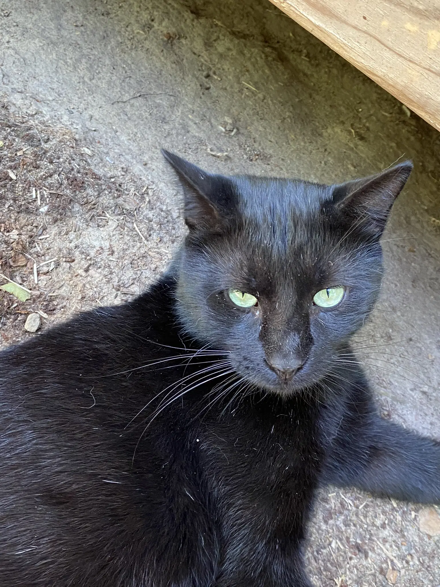Tyrone - Domestic Short Hair