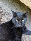 adoptable Cat in , AR named Tyrone
