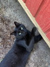 Tyrone - Photo 2