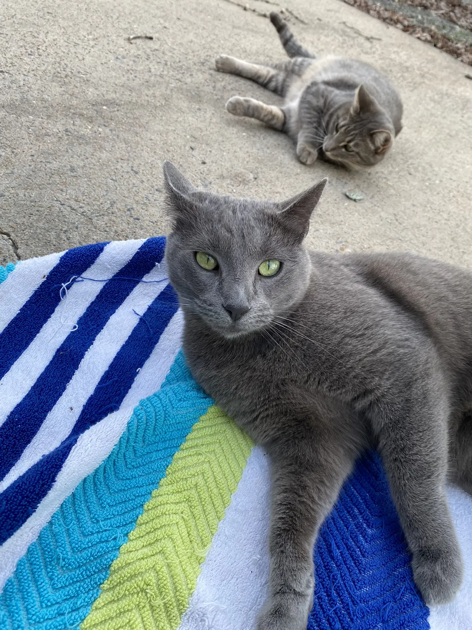 Vivian - Domestic Short Hair