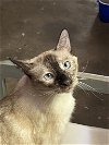 adoptable Cat in drasco, AR named Maddie