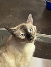 adoptable Cat in , AR named Maddie