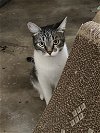adoptable Cat in drasco, AR named Jolee