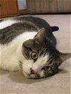 adoptable Cat in drasco, AR named Major