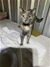 adoptable Cat in drasco, AR named Opal