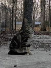 adoptable Cat in  named Sky