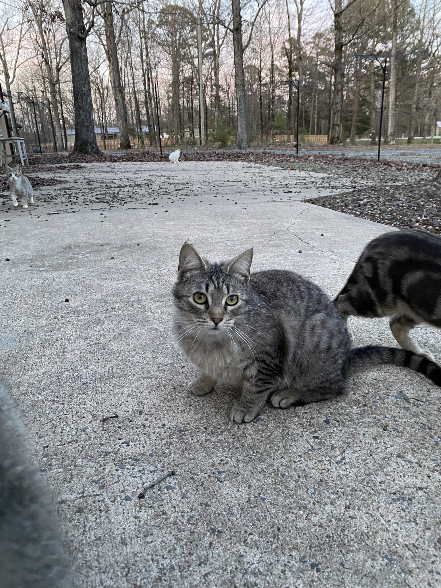 adoptable Cat in Drasco, AR named Pixie