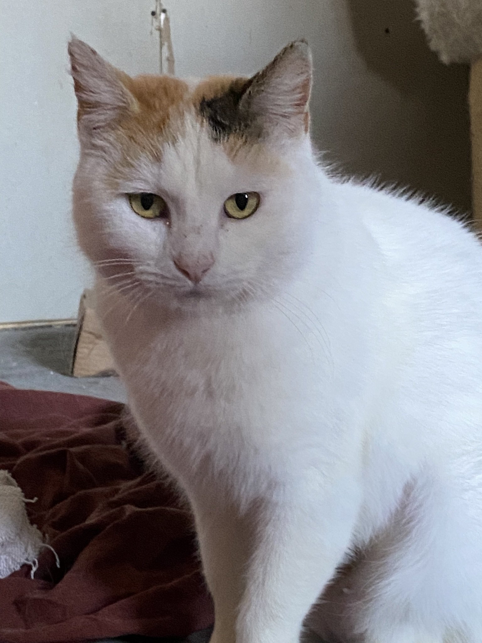 adoptable Cat in Drasco, AR named Rosie
