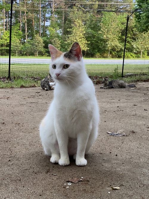 ROSIE - Domestic Short Hair available for adoption
