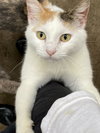 Rosie - Photo 3