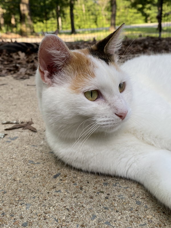 Rosie