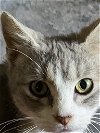 adoptable Cat in drasco, AR named Nala