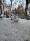 Nala - Photo 2