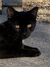 adoptable Cat in drasco, AR named Jett