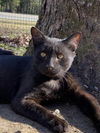 adoptable Cat in , AR named Gunner