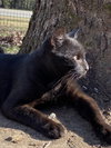Gunner - Photo 2