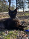 adoptable Cat in , AR named India