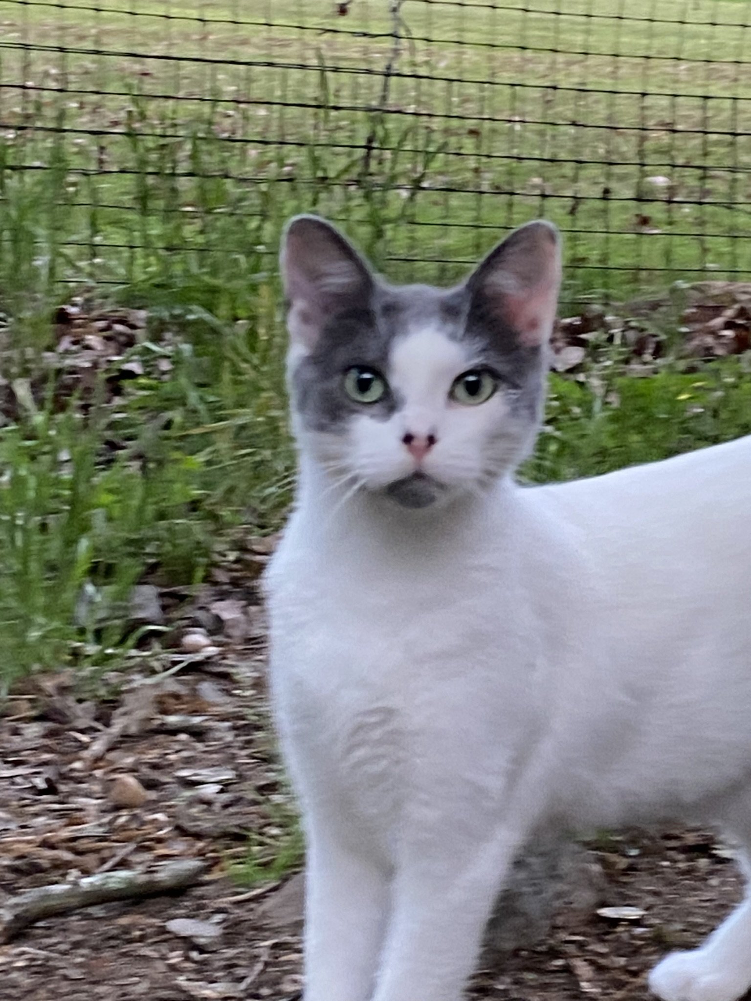 adoptable Cat in Drasco, AR named Haley