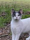 adoptable Cat in  named Haley