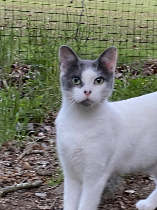 HALEY - Domestic Short Hair available for adoption