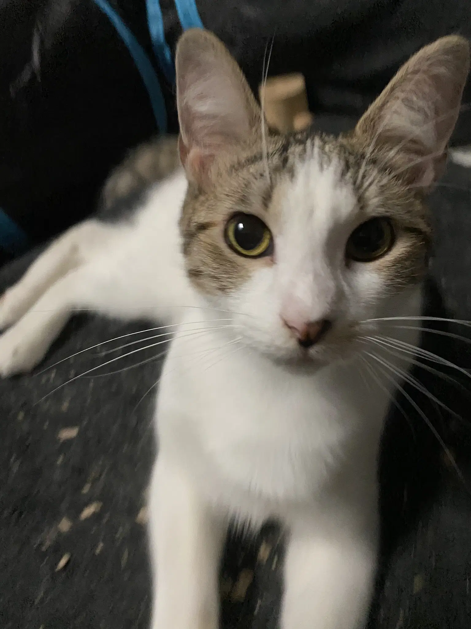 Valentina - Domestic Short Hair