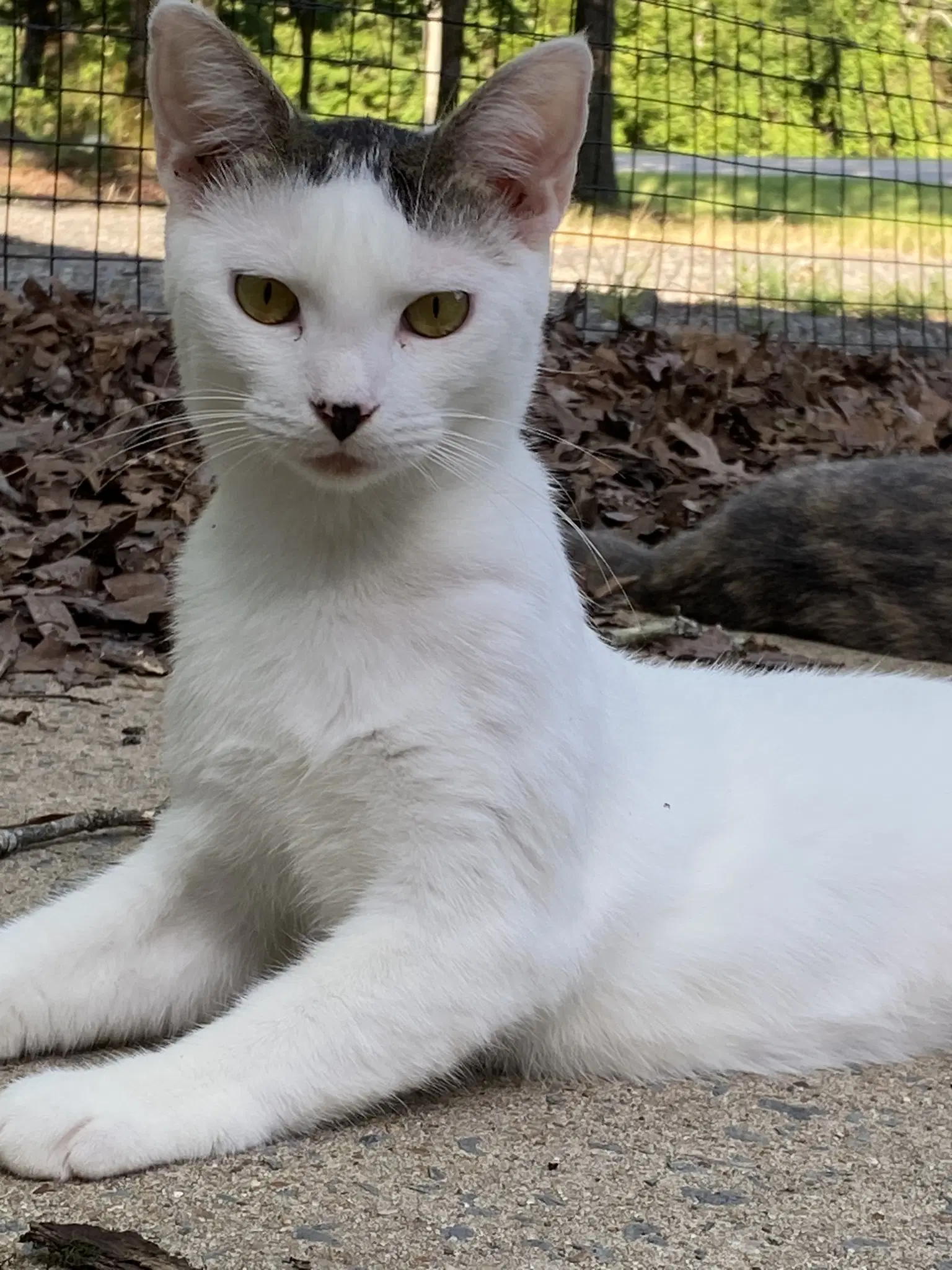 Lexi - Domestic Short Hair