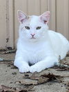 adoptable Cat in , AR named Petrie