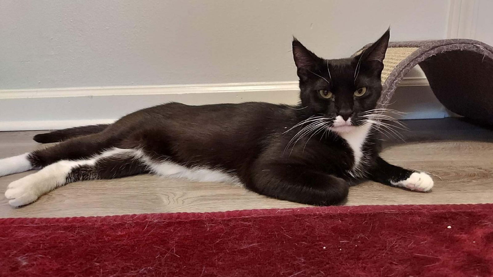 adoptable Cat in Drasco, AR named Coco