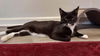 adoptable Cat in  named Coco