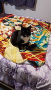 adoptable Cat in  named Oreo