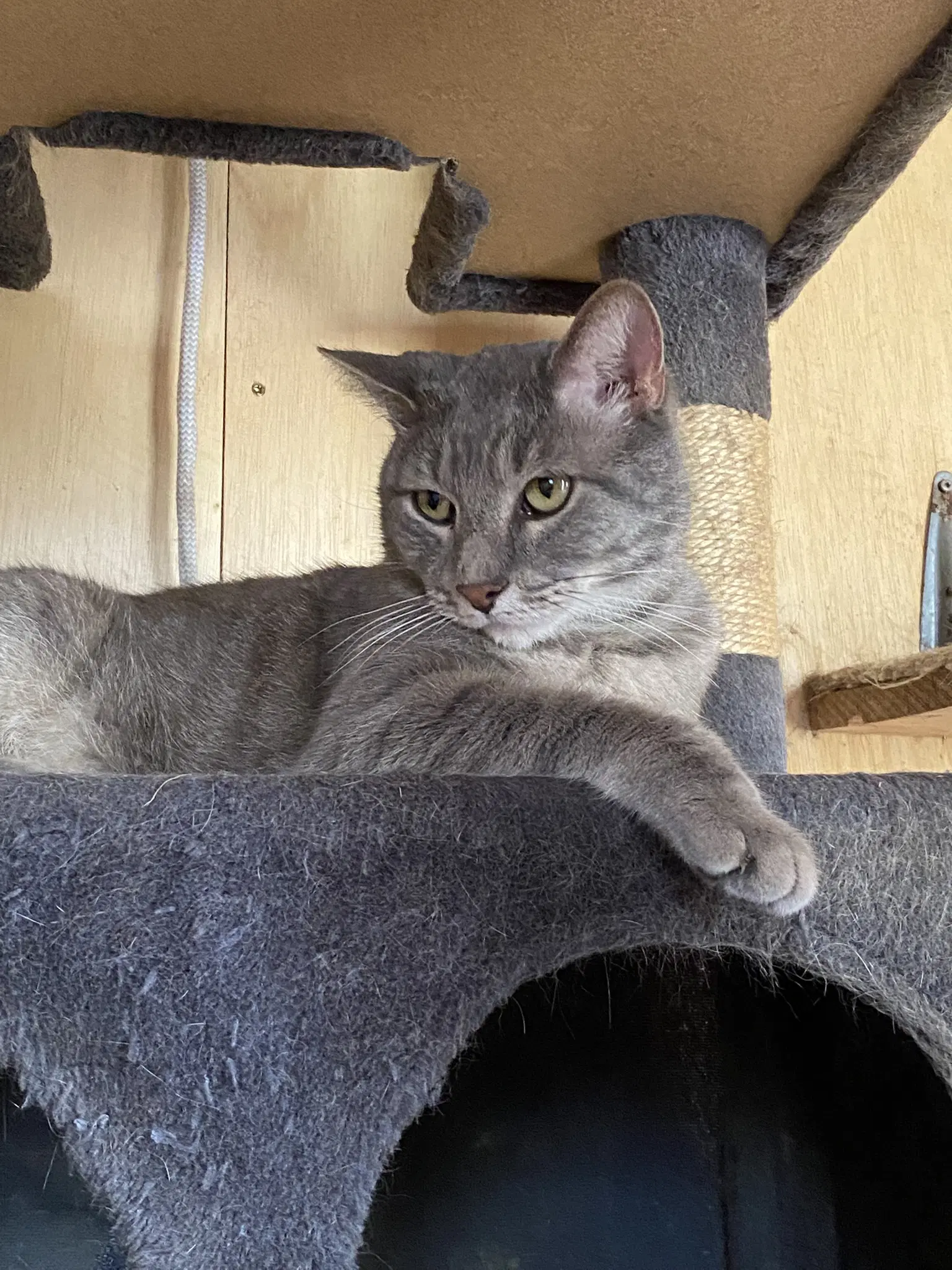 Greyson - Domestic Short Hair
