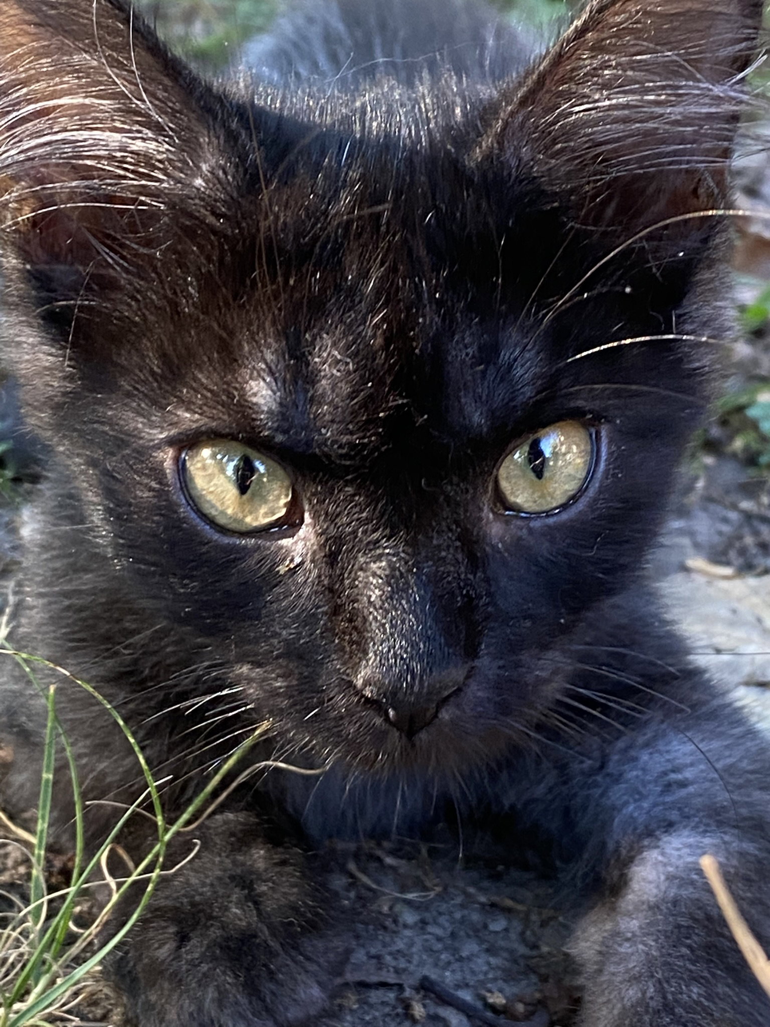 Saxon, Domestic Medium Hair