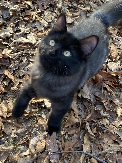 Symphony, a cat for adoption from Forest Felines