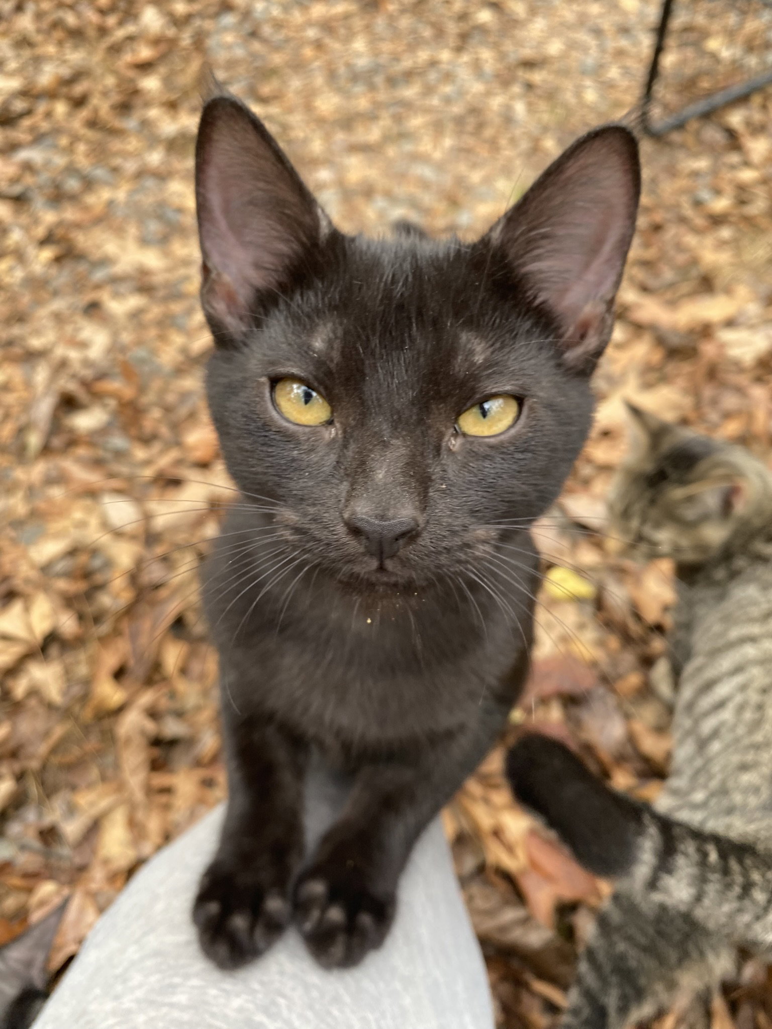 Sarafina, Domestic Short Hair