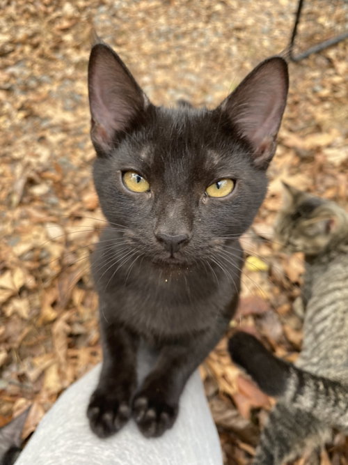 Sarafina, a cat for adoption from Forest Felines