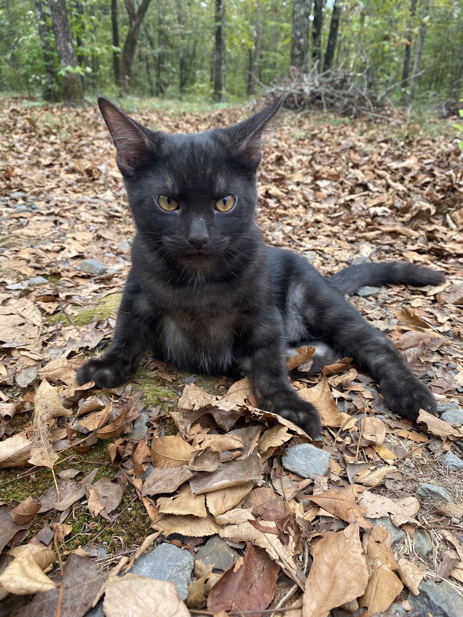 Seymour, Domestic Short Hair