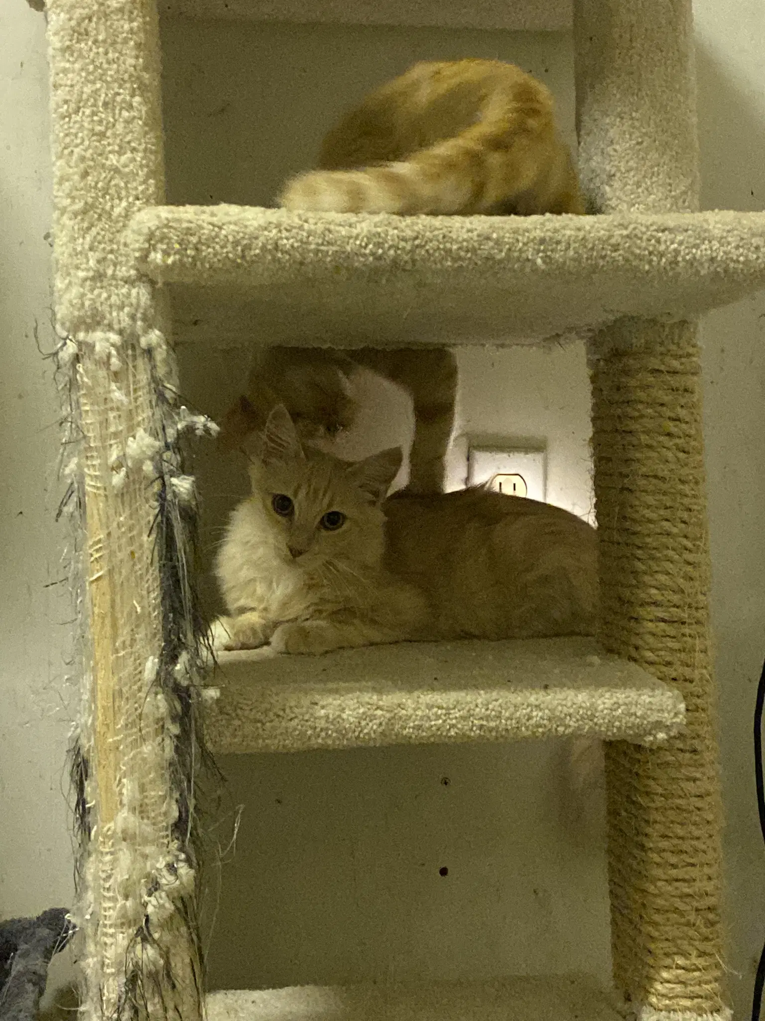 Fennec - Domestic Medium Hair