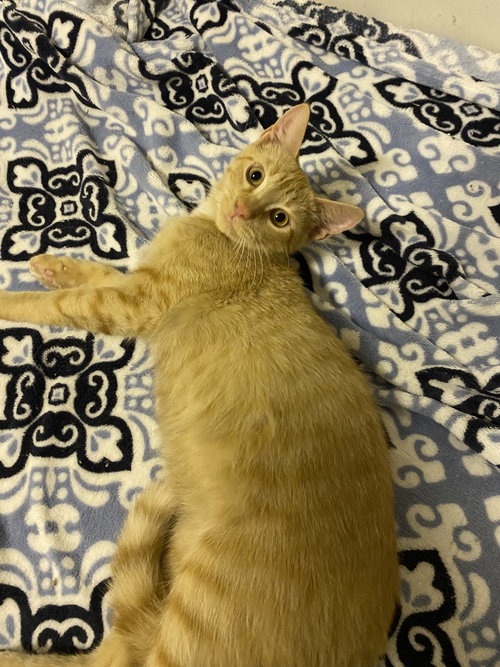 Jack, a cat for adoption from Forest Felines