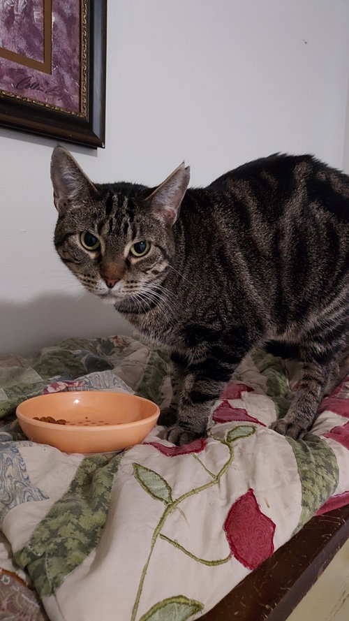 Clarissa, a cat for adoption from Forest Felines