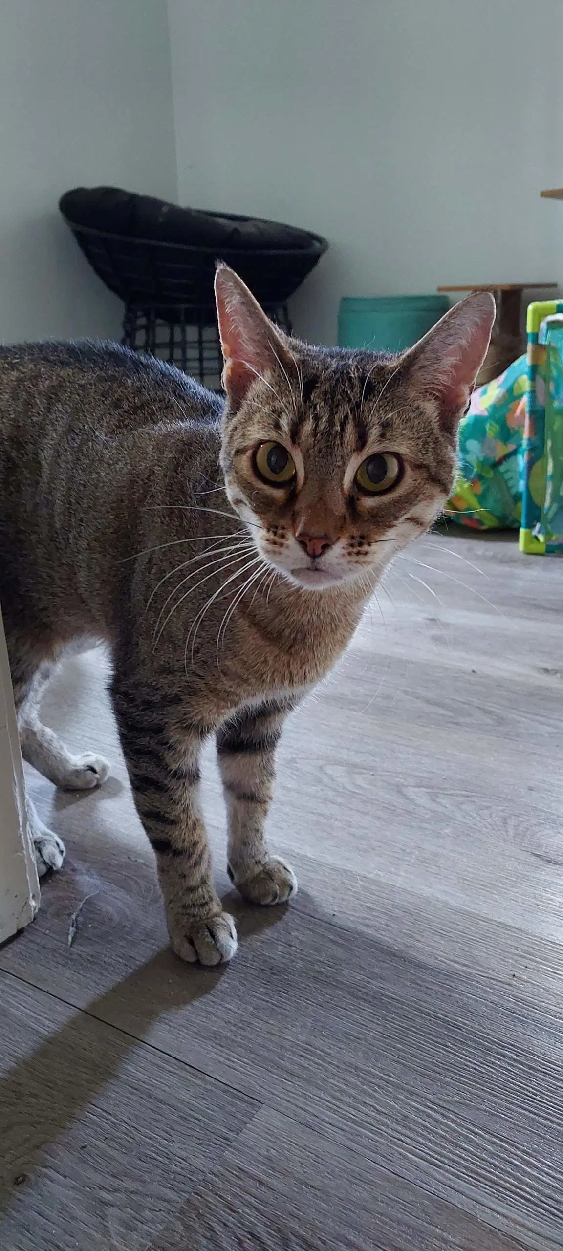 Haya - Domestic Short Hair