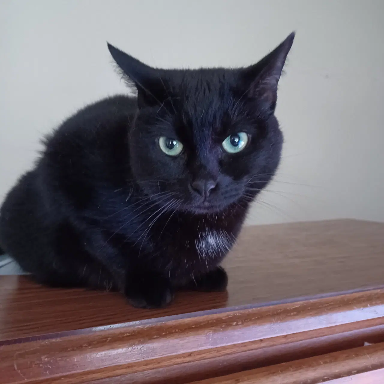 Honey - Domestic Short Hair