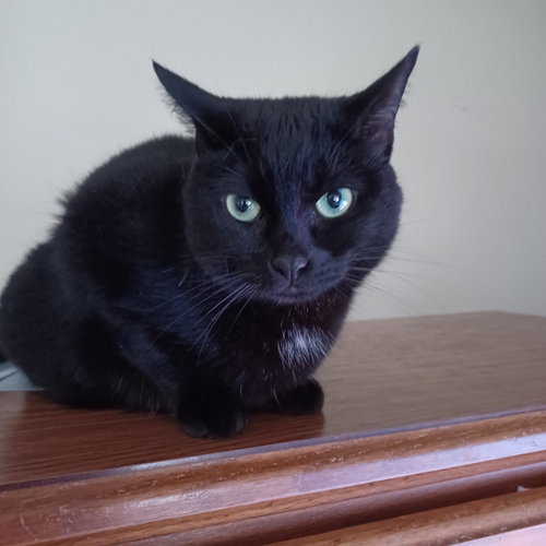 Honey, a cat for adoption from Forest Felines