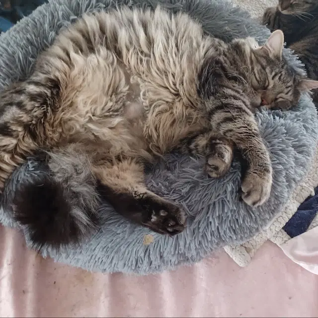 Leo - Domestic Long Hair