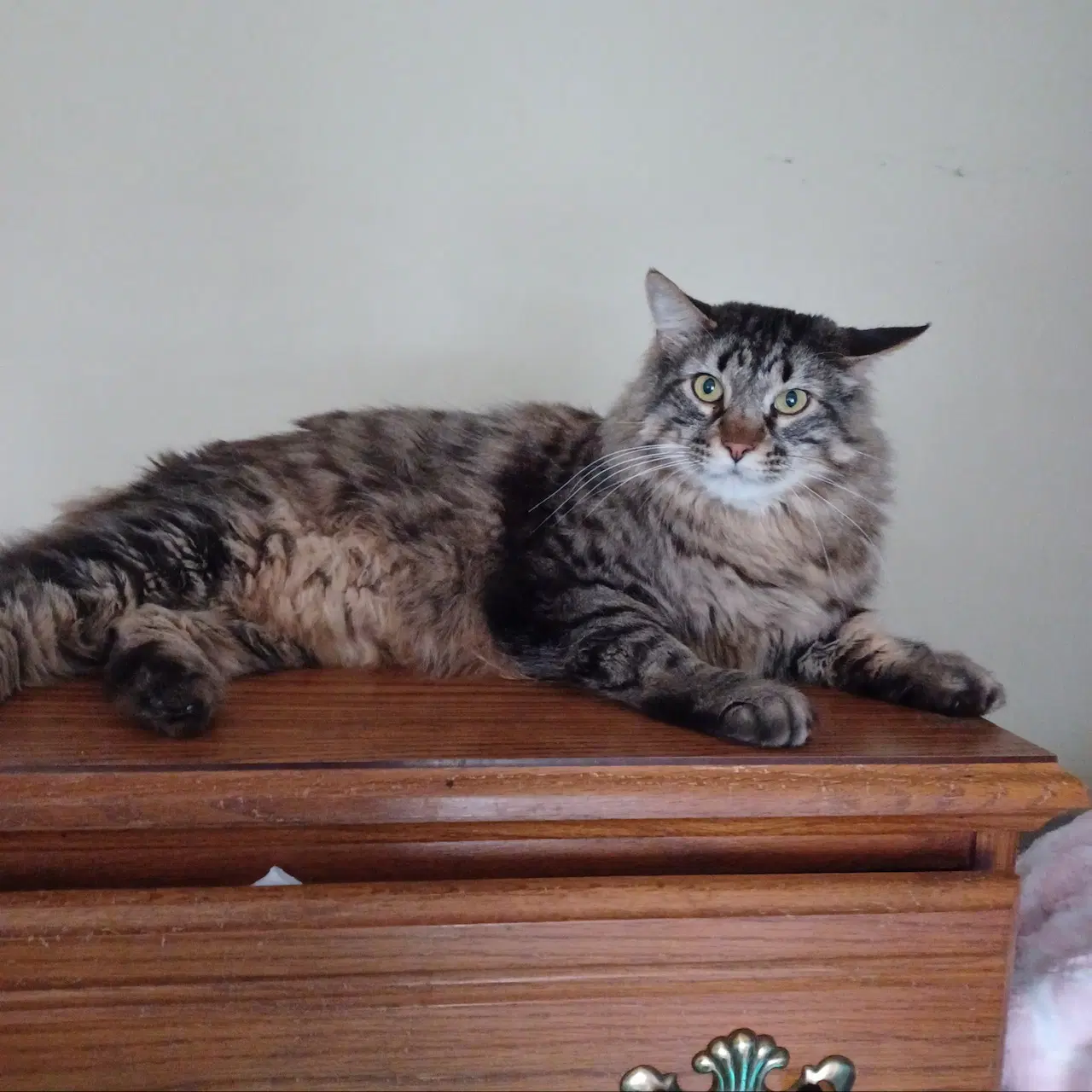 Harley - Domestic Long Hair