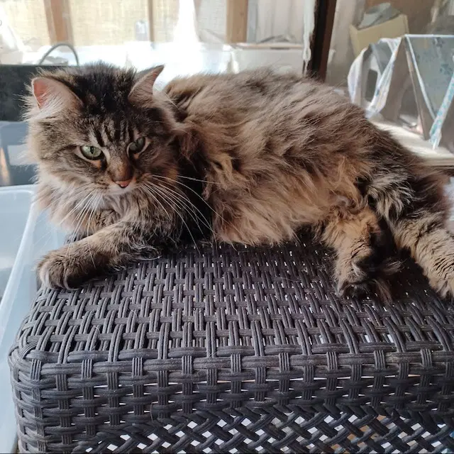 Little Kitty - Domestic Long Hair