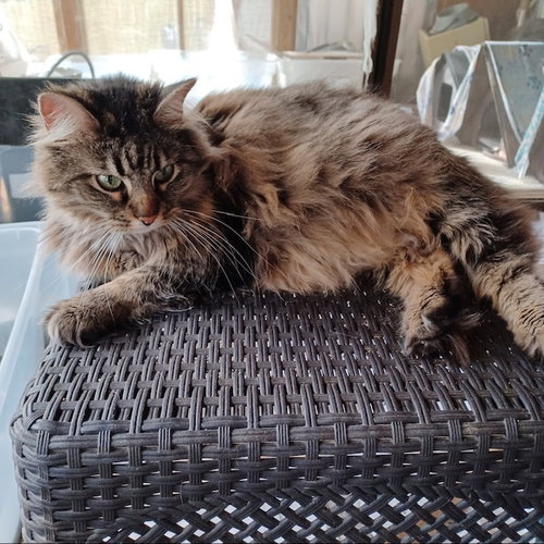 Little Kitty, a cat for adoption from Forest Felines