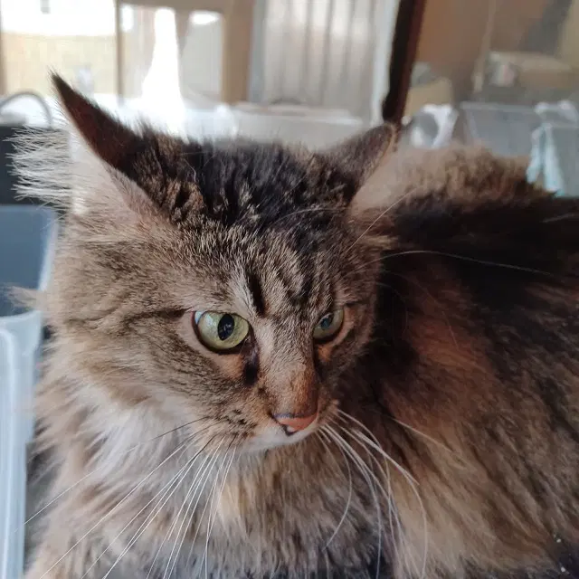 Little Kitty image 2